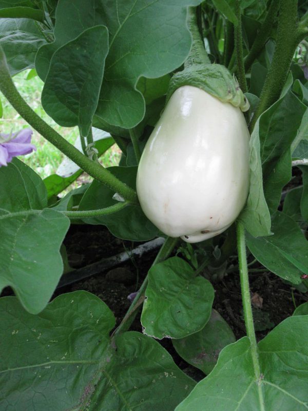 Aubergine Clara – Image 5