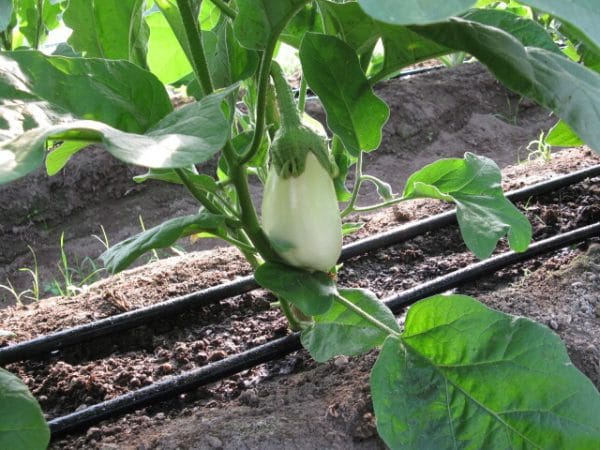 Aubergine Clara – Image 3