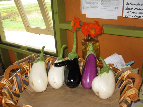 Aubergine Clara – Image 4