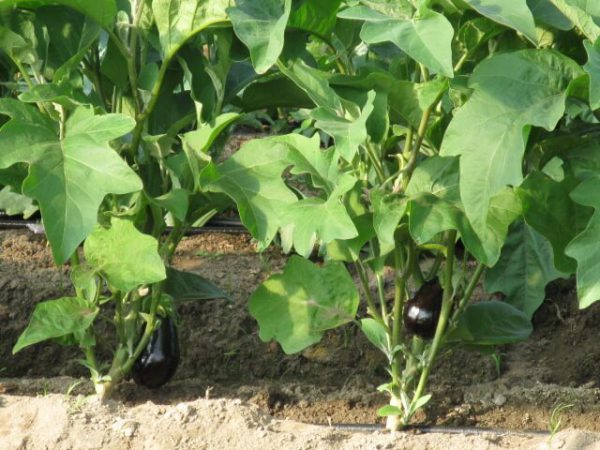 Aubergine Clara – Image 2