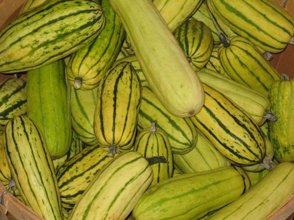 Courge d'hiver poivrée – Image 3
