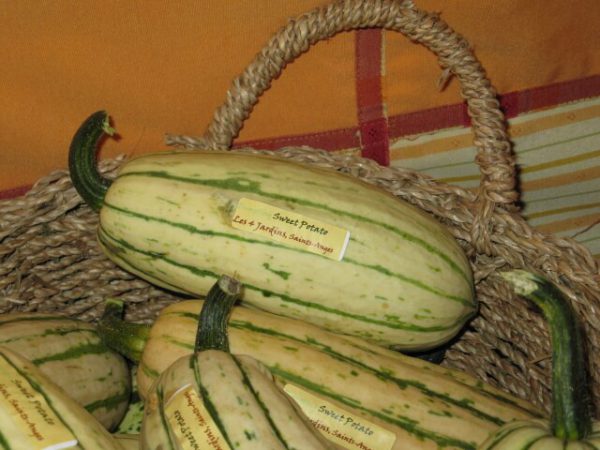Courge d'hiver poivrée – Image 2
