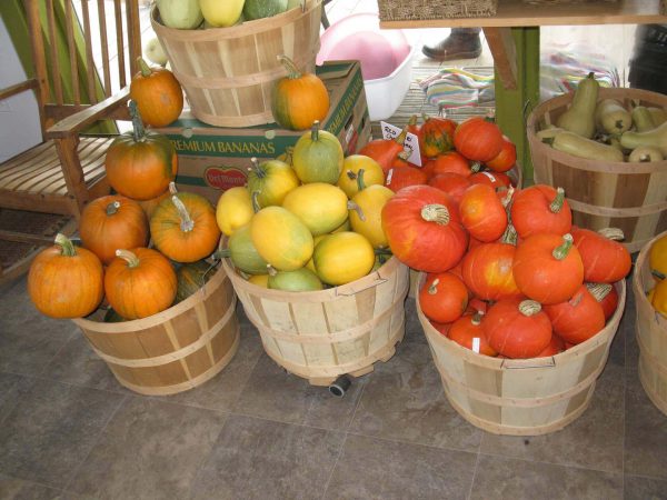Citrouille small sugar – Image 2