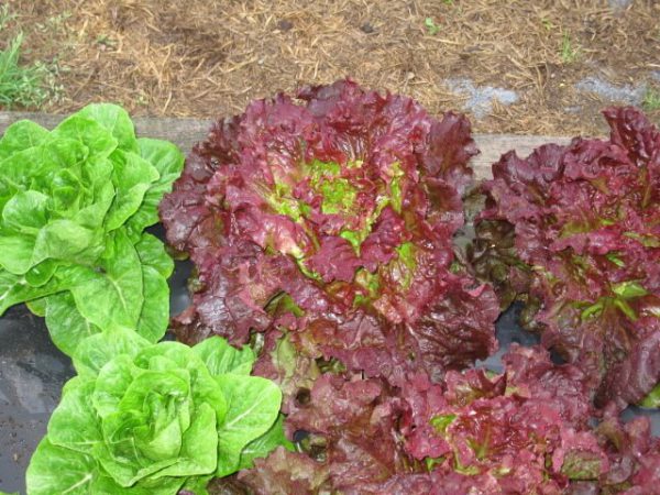 Laitue mini-romaine verte – Image 4