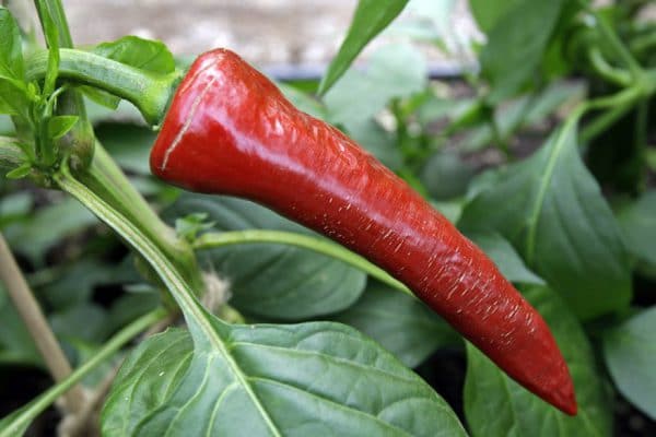 Piment espelette