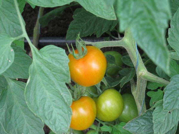 Tomate salade jaune flamme