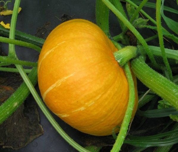 Courge d'hiver Kabocha Sunshine