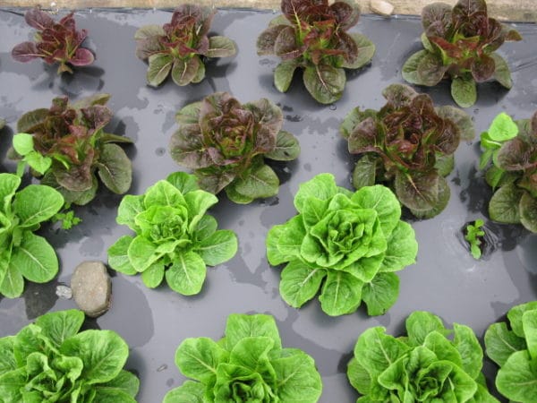Laitue mini-romaine verte